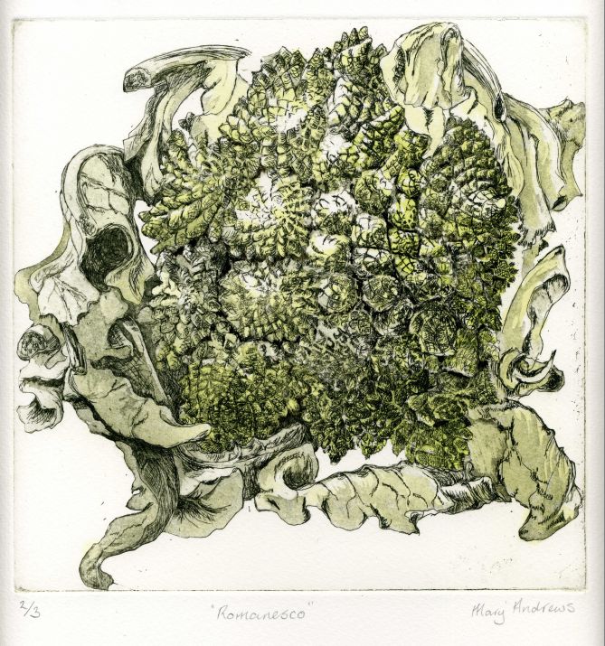 Mary Andrews - Romanesco Mary Andrews - Romanesco