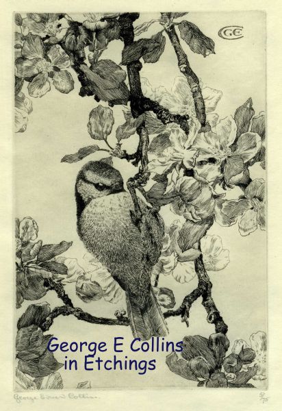 George Edward Collins - Blue Tit George Edward Collins - Blue Tit
