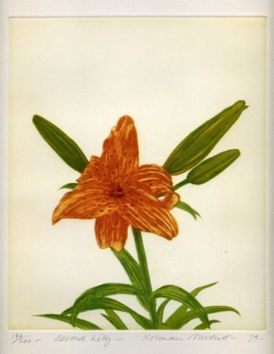 STEVENS, Norman - Second Lily STEVENS, Norman - Second Lily