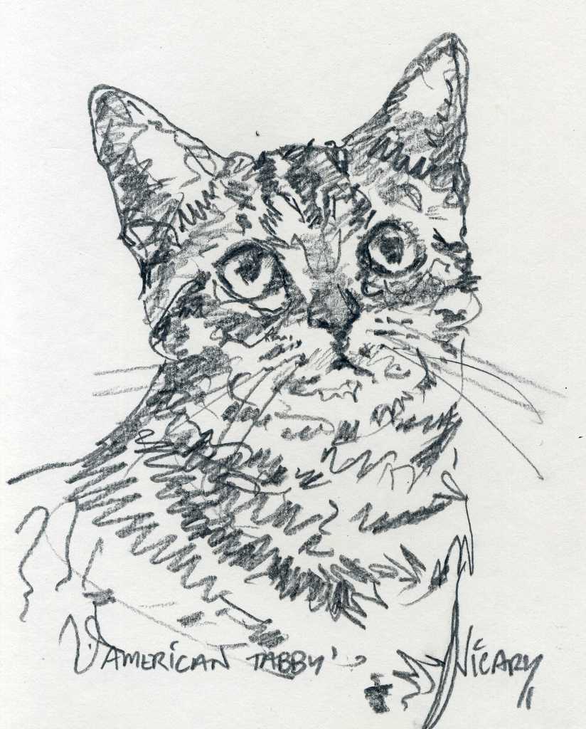 Steve Vicary - American Tabby Steve Vicary - American Tabby