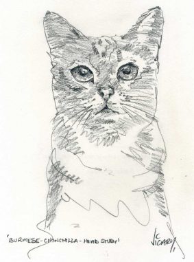 Steve Vicary - Burmese Chinchilla