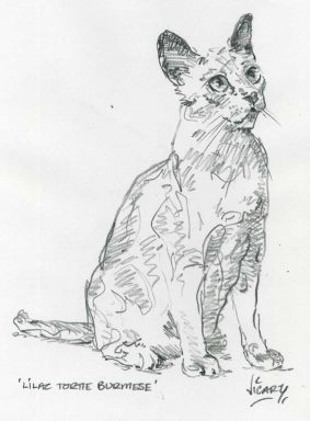 Steve Vicary - Lilac Tortie Burmese
