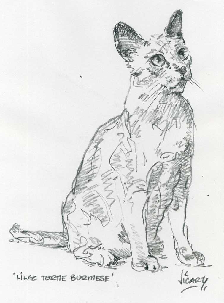 Steve Vicary - Lilac Tortie Burmese Steve Vicary - Lilac Tortie Burmese